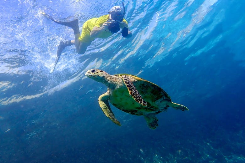 Snorkel con tortugas en Maldivas