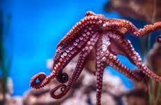 Biglietti per l'Acquario Nazionale di Malta