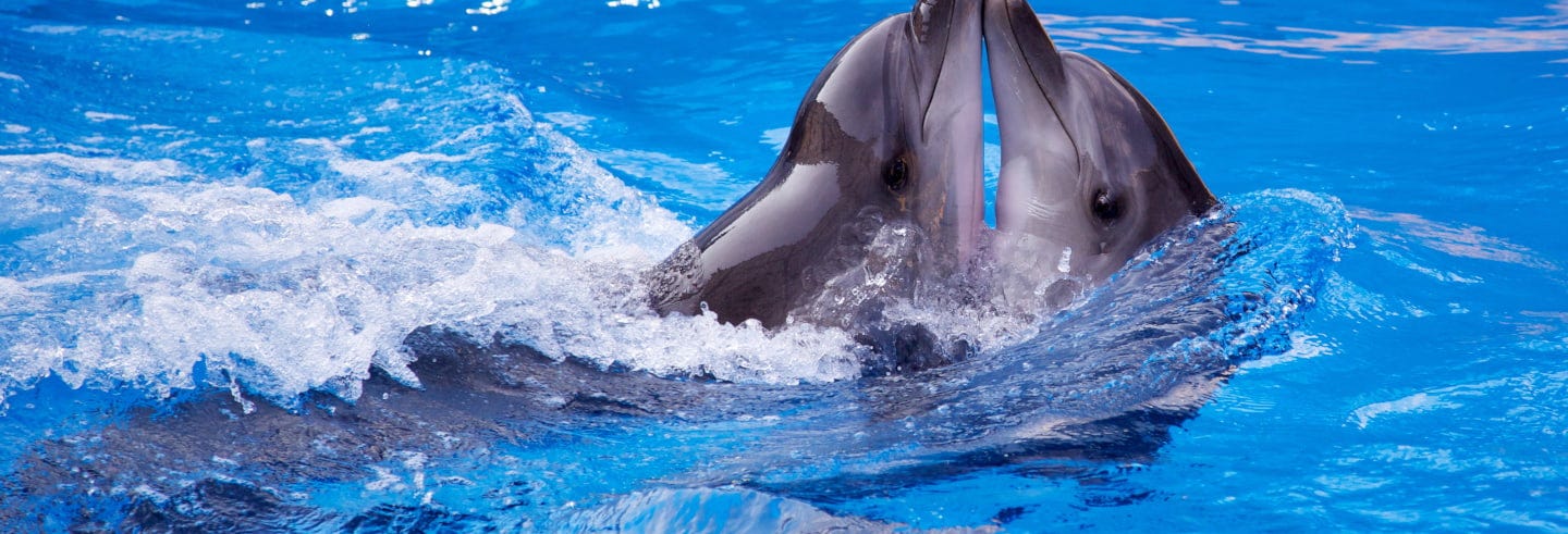 Dolphin World Agadir Trip Book Online At Civitatis Com