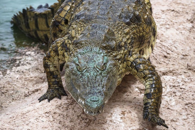 Un ejemplar de cocodrilo en Crocoparc