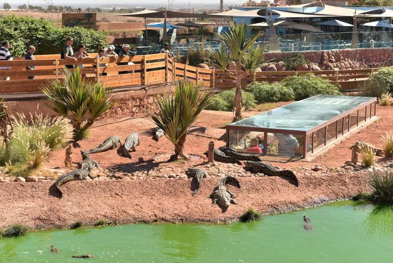 Crocoparc Trip From Agadir Book Online At Civitatis Com