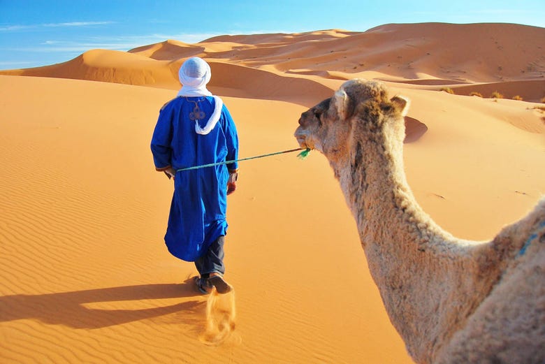 Camelo nas dunas do deserto do Marrocos