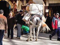 Âne de transport