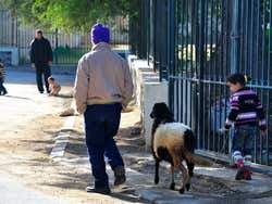 Petite fille promenant un agneau
