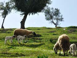 Moutons près du Borj Sud