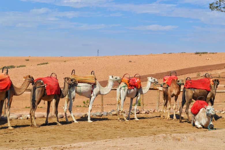 Camellos en el desierto de Agafay
