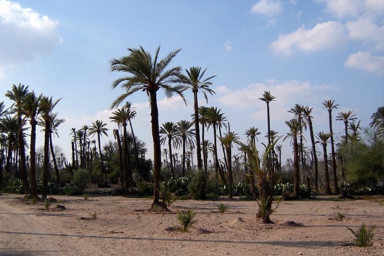 The Marrakesh palm groves