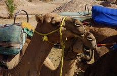 Balade à dos de chameau dans la palmeraie
