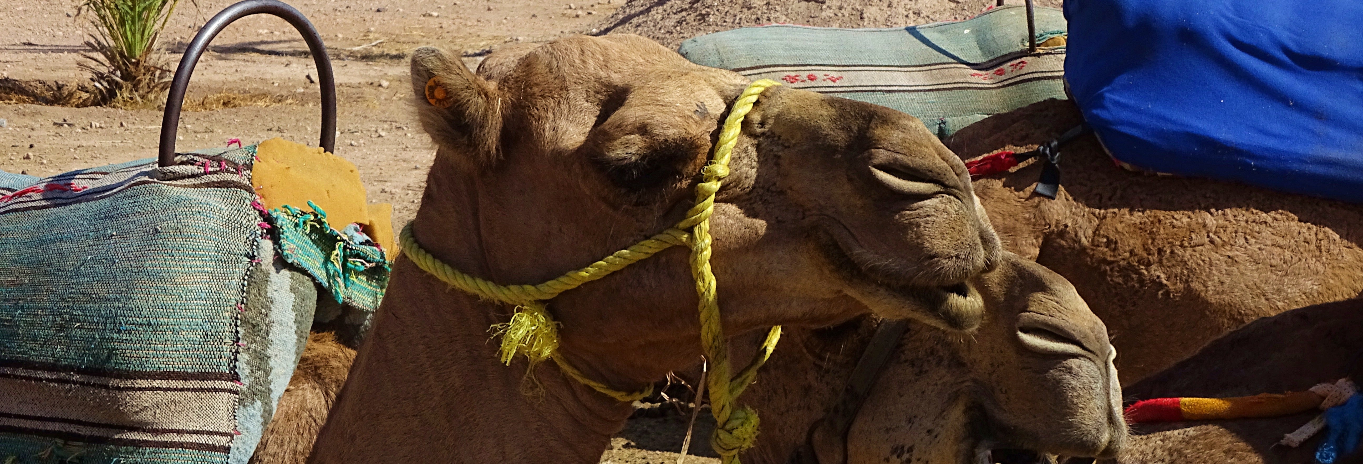 Giro in cammello nel Palmeto di Marrakech