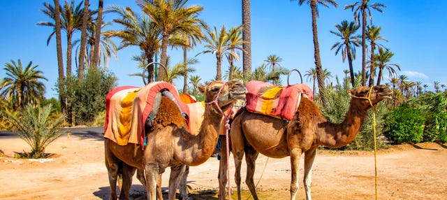 Oferta: Tour en quad + Paseo en camello