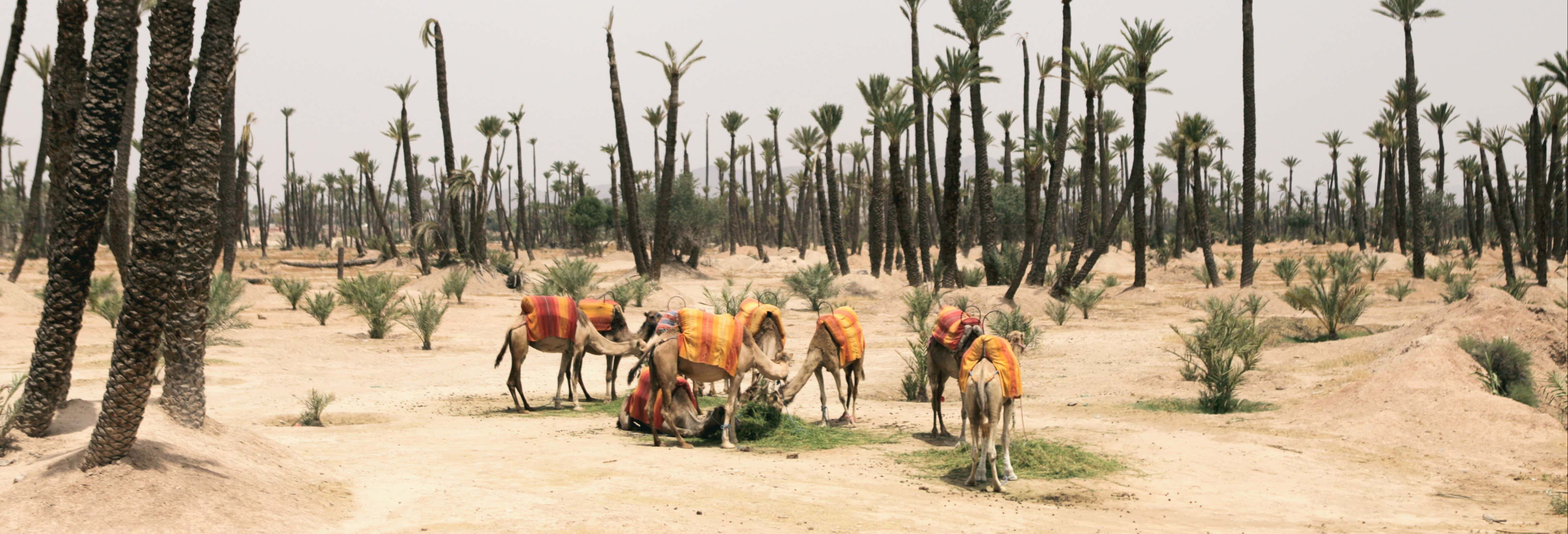 Quad Bike, Camel Ride & Hammam Tour
