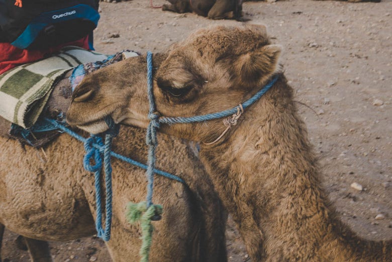 Camello en el desierto de Zagora