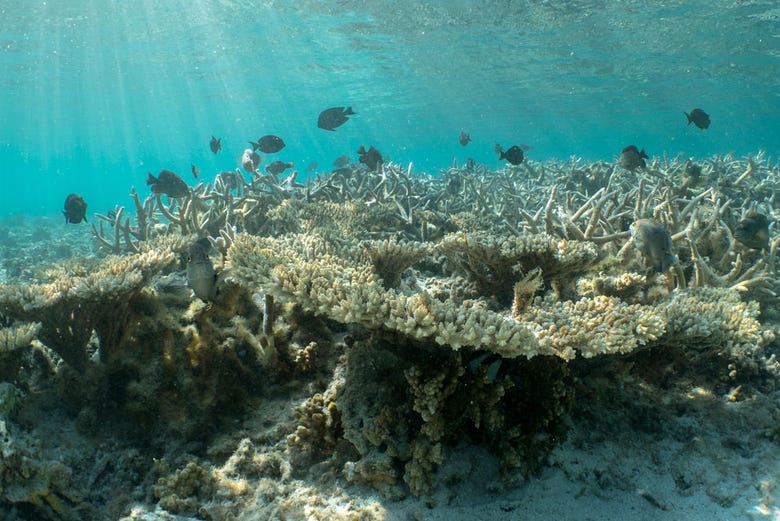 Arrecife de Isla Mauricio