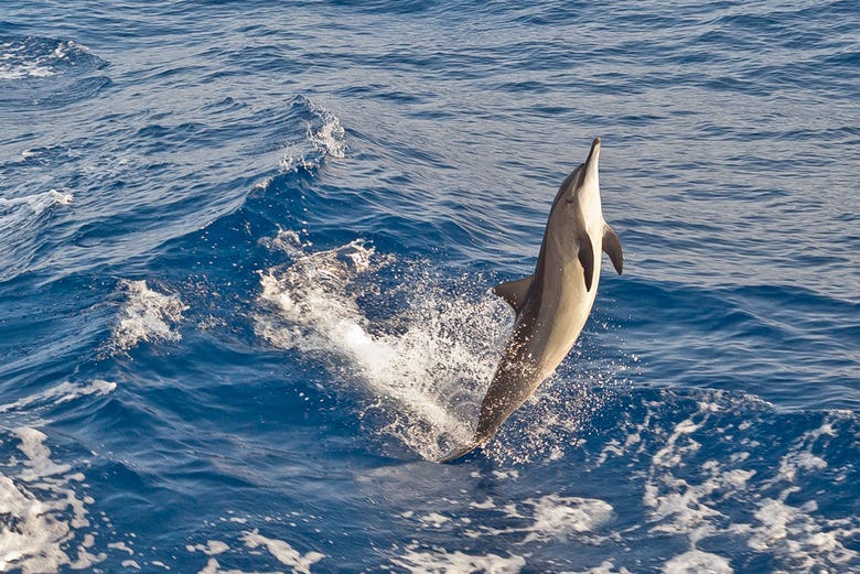 Un delfín jugando en medio del océano