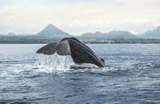 Observation de baleines à Rivière Noire