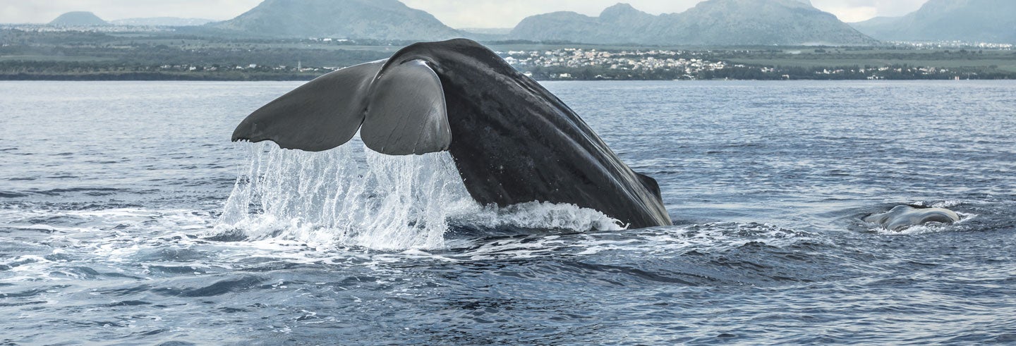 Observation de baleines à Rivière Noire