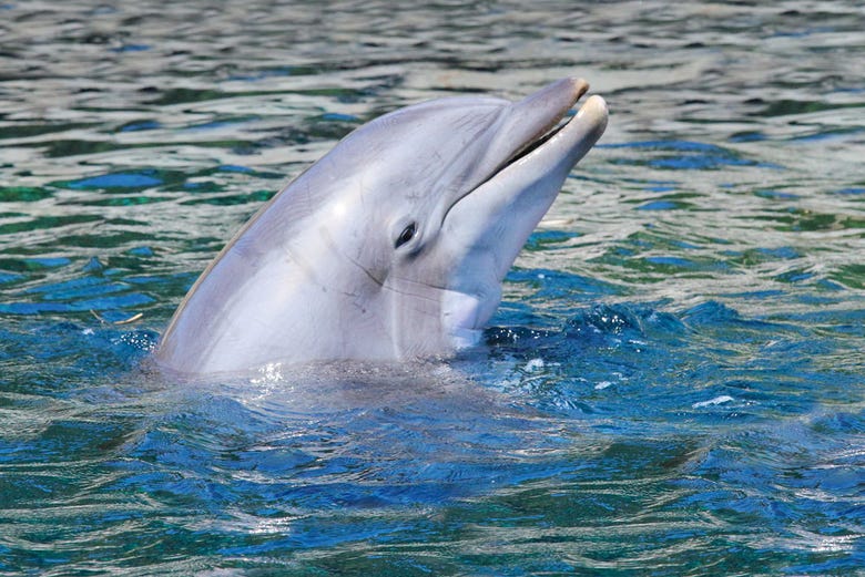Vendo um golfinho brincalhão em Maurício