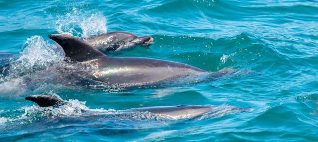 Nado con delfines en Río Negro
