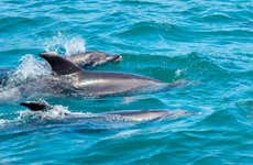 Swimming with Dolphins Tour