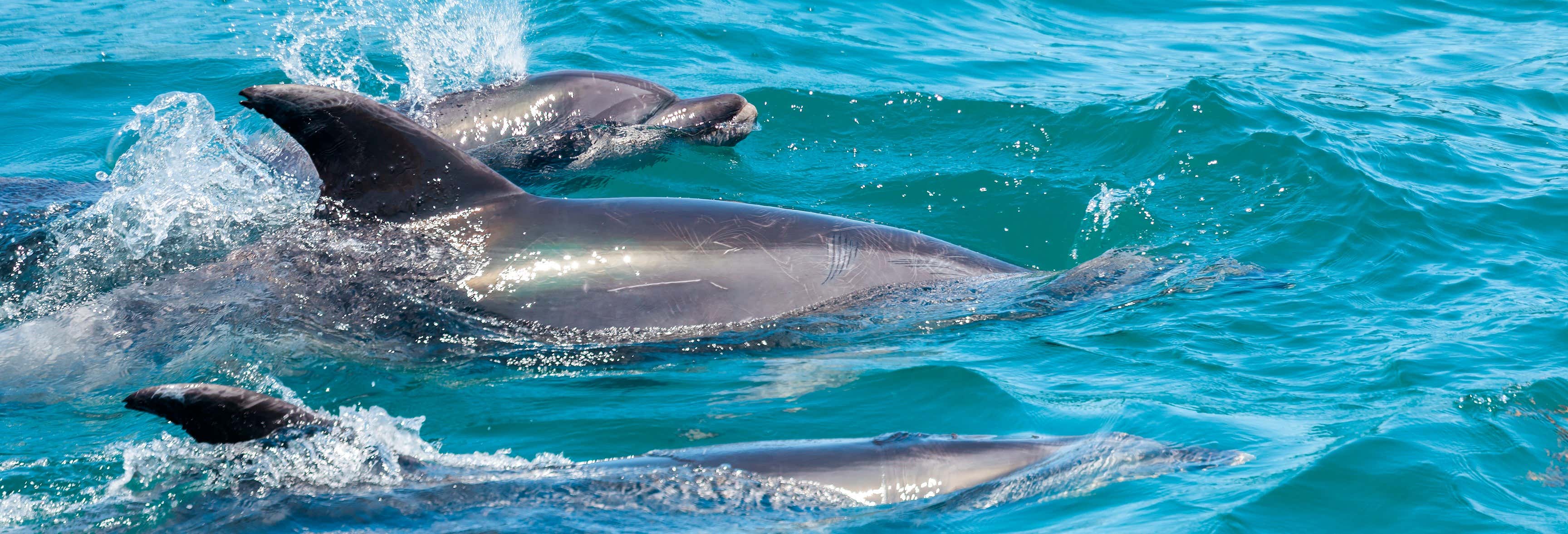 Nado con delfines en Río Negro
