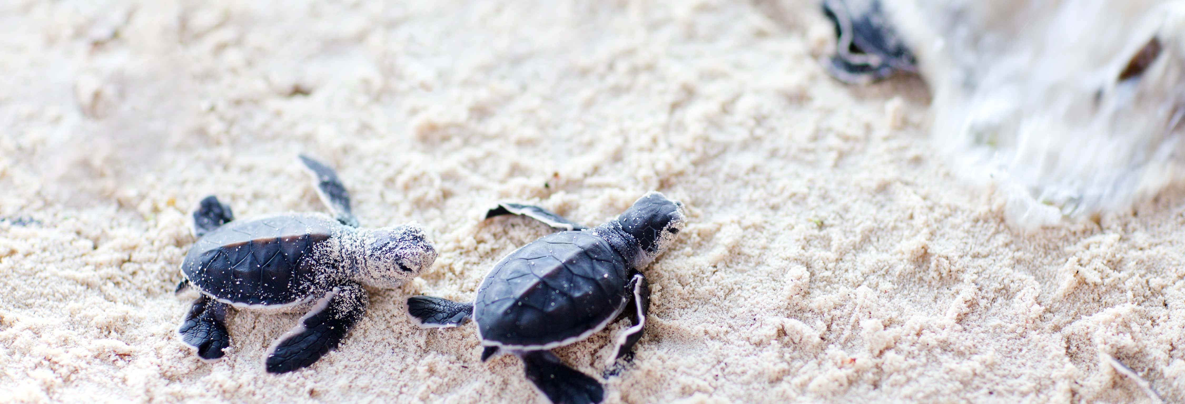 Liberación de tortugas en la laguna de Coyuca