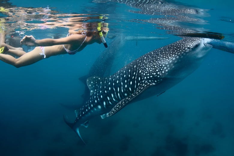 Nadando com tubarões-baleia em Cancún