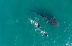 Nager avec des requins baleines 