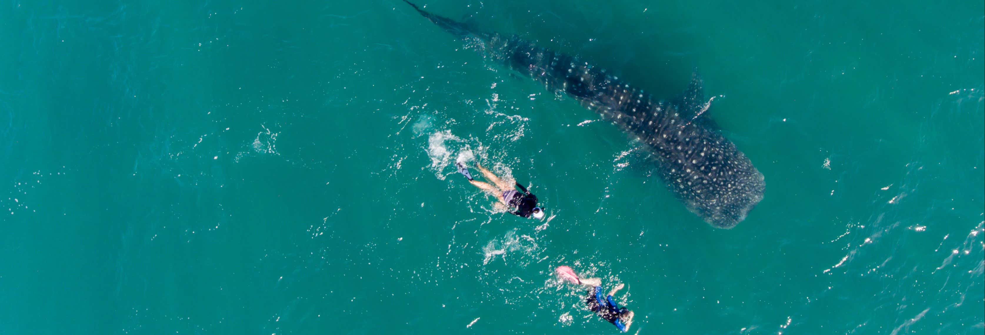Nado con tiburones ballena + Isla Mujeres desde Cancún