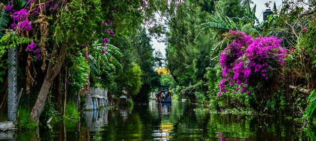 Tour di Xochimilco e del quartiere di Coyoacán