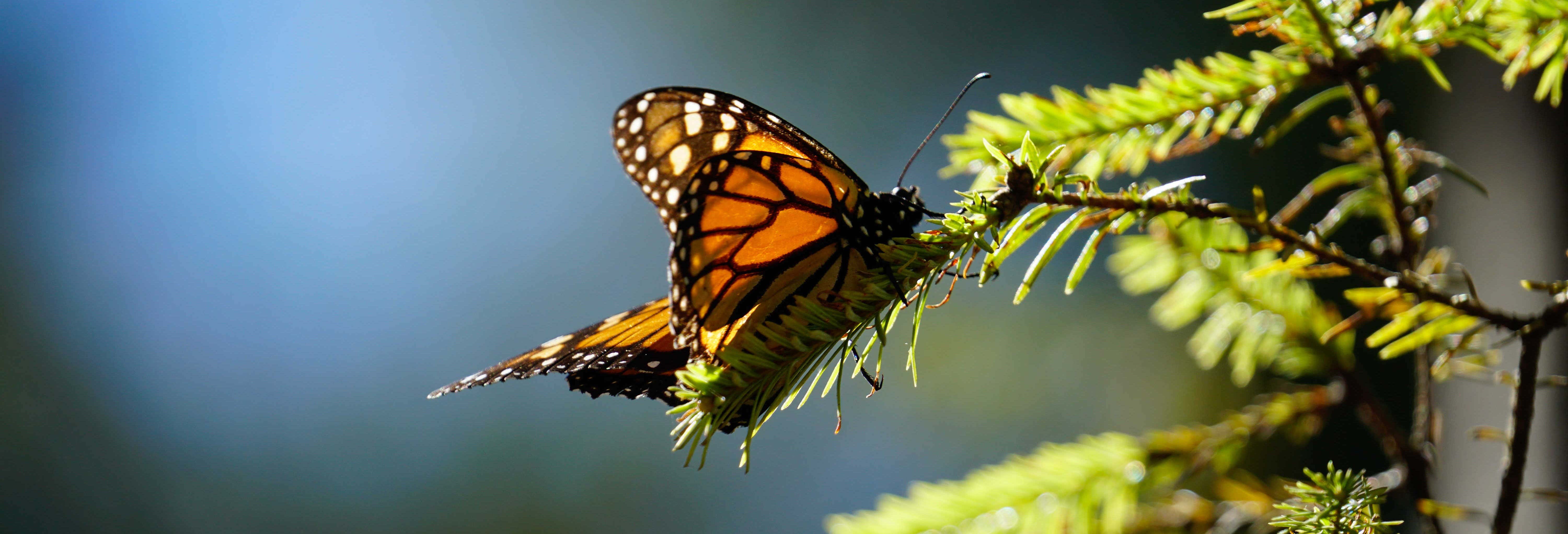 Excursión al Valle de Bravo y santuario de mariposas monarca desde Ciudad de México