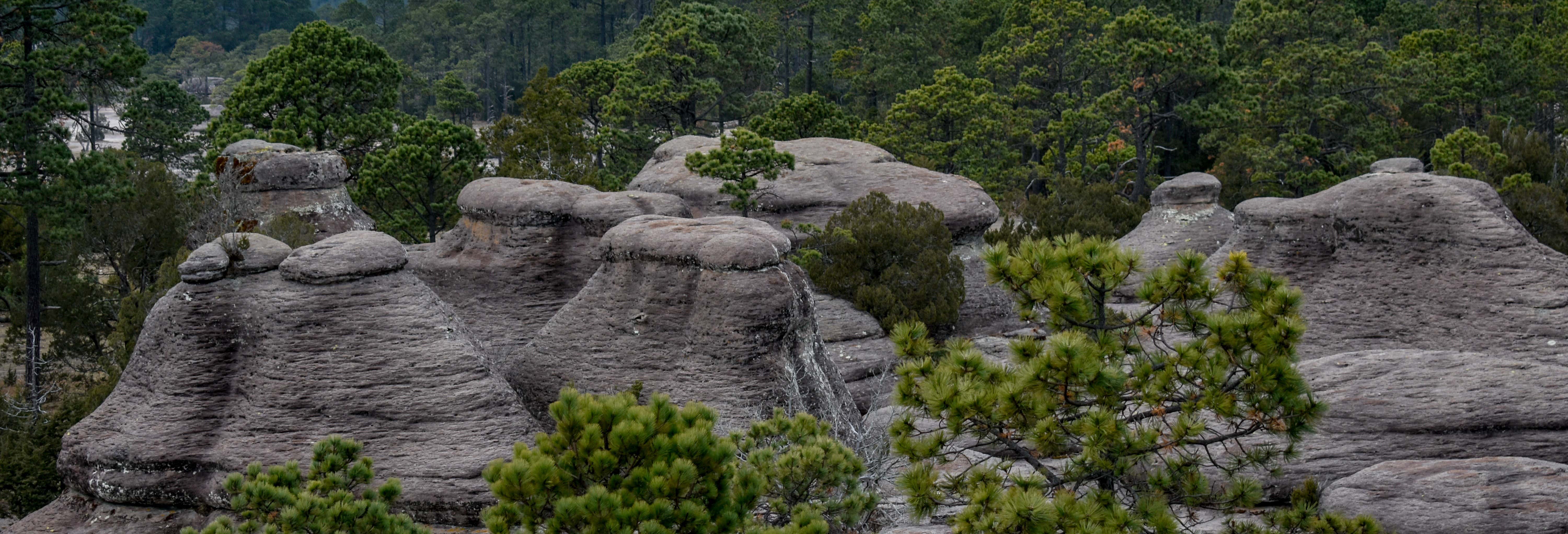 Excursión al Parque Natural Mexiquillo desde Durango
