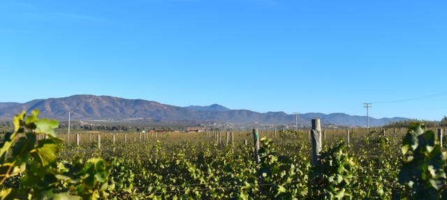 Ruta del vino por el Valle de Guadalupe