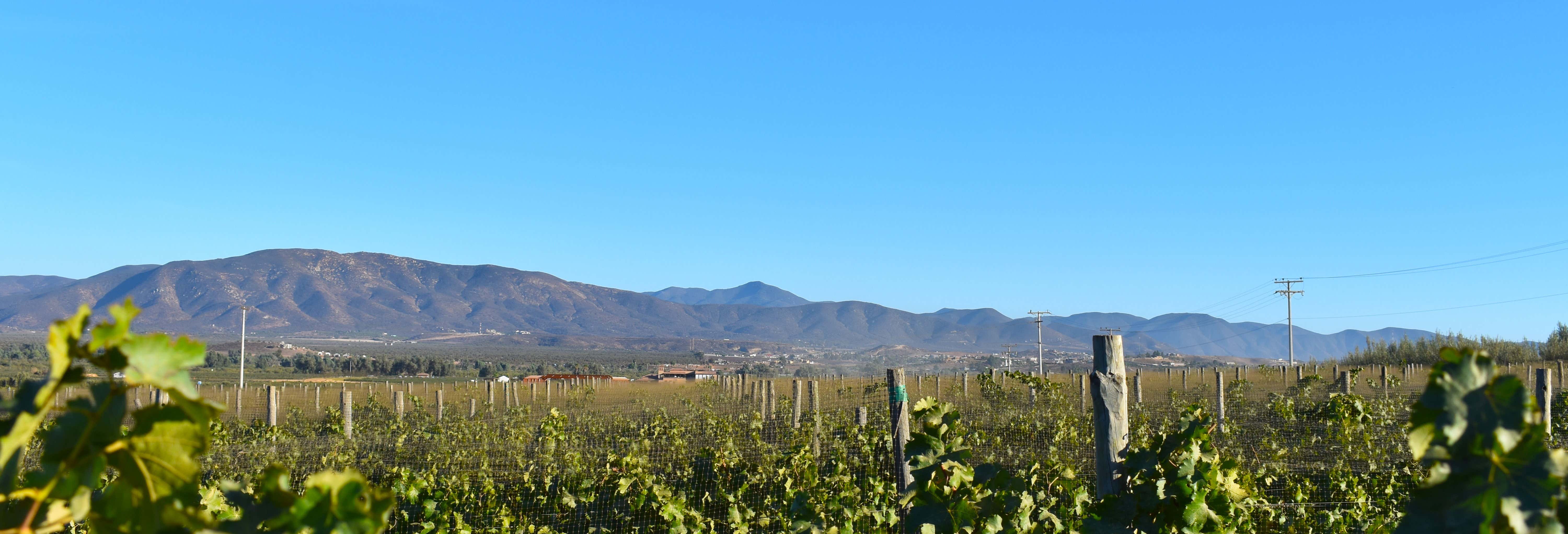 Ruta del vino por el Valle de Guadalupe desde Ensenada