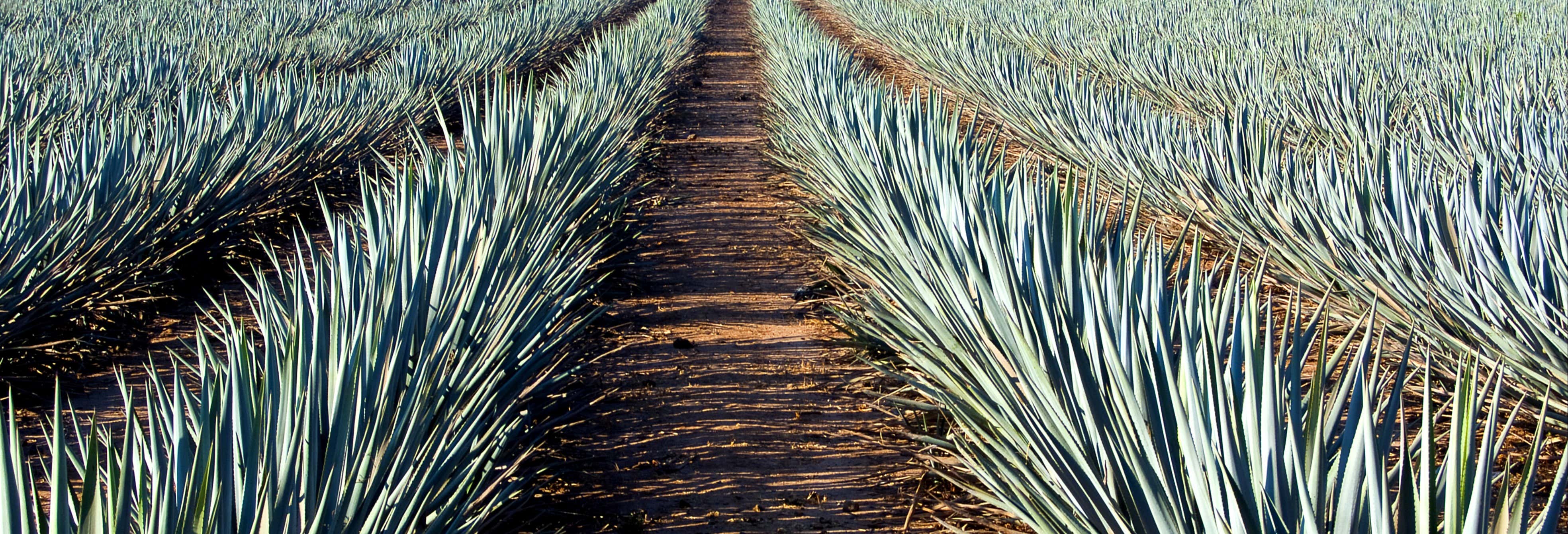 Excursión a Tequila desde Guadalajara