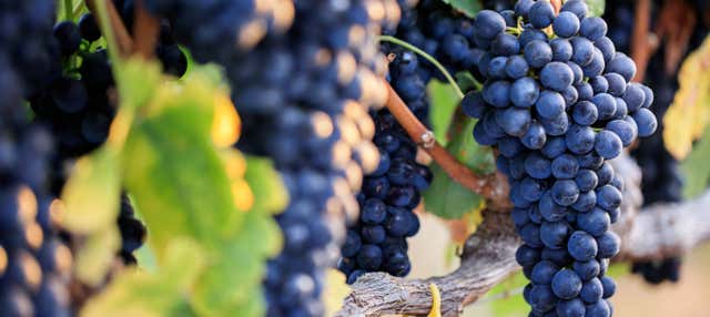 Tour del vino por Guanajuato