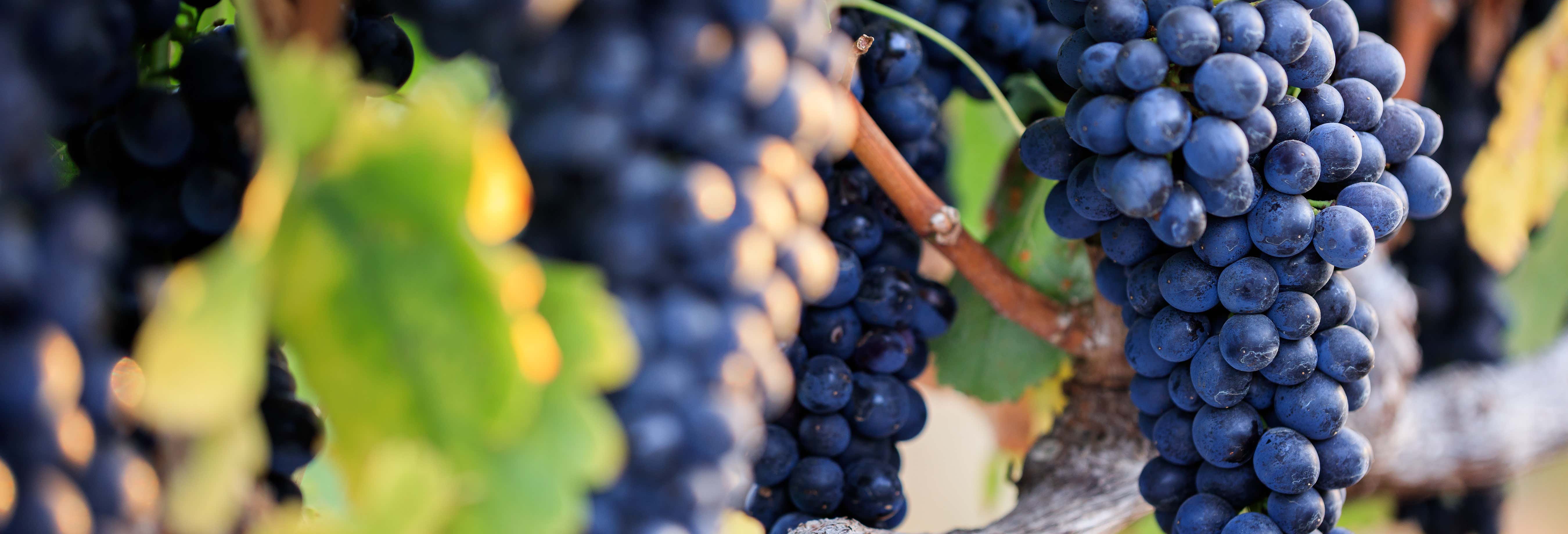 Tour del vino por Guanajuato desde Guanajuato