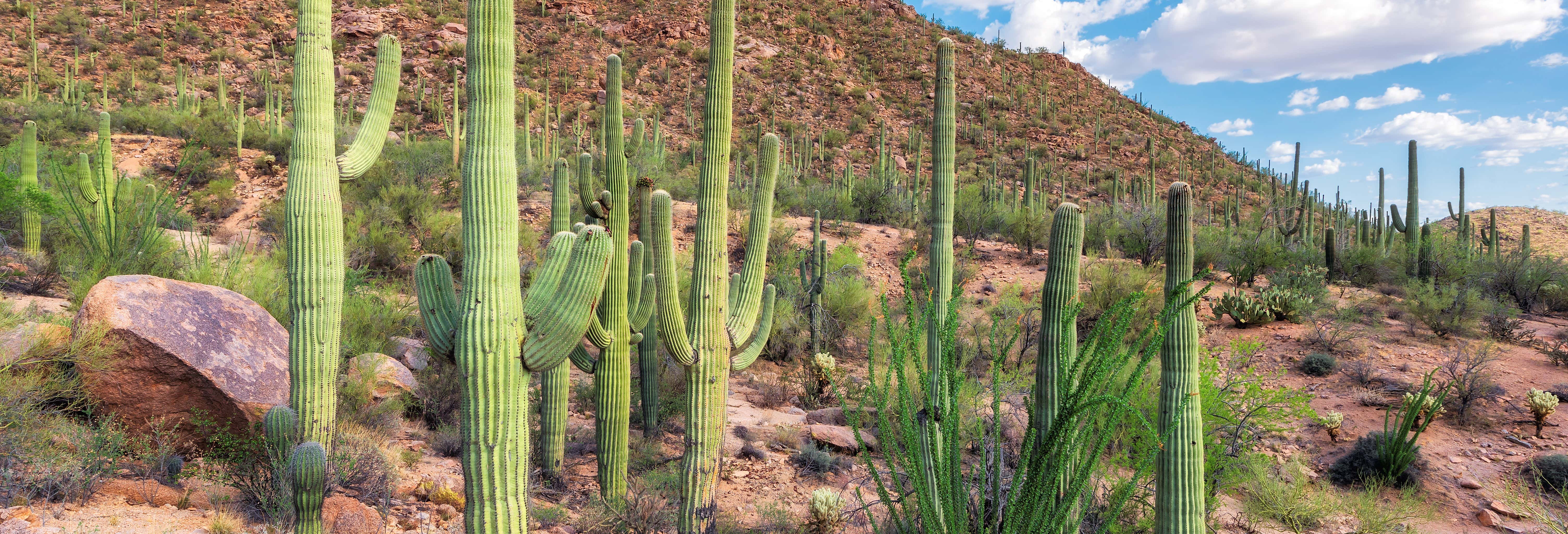 Excursión de 3 días por el desierto de Sonora desde Hermosillo