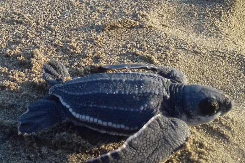 Sea turtle release in Zihuatanejo