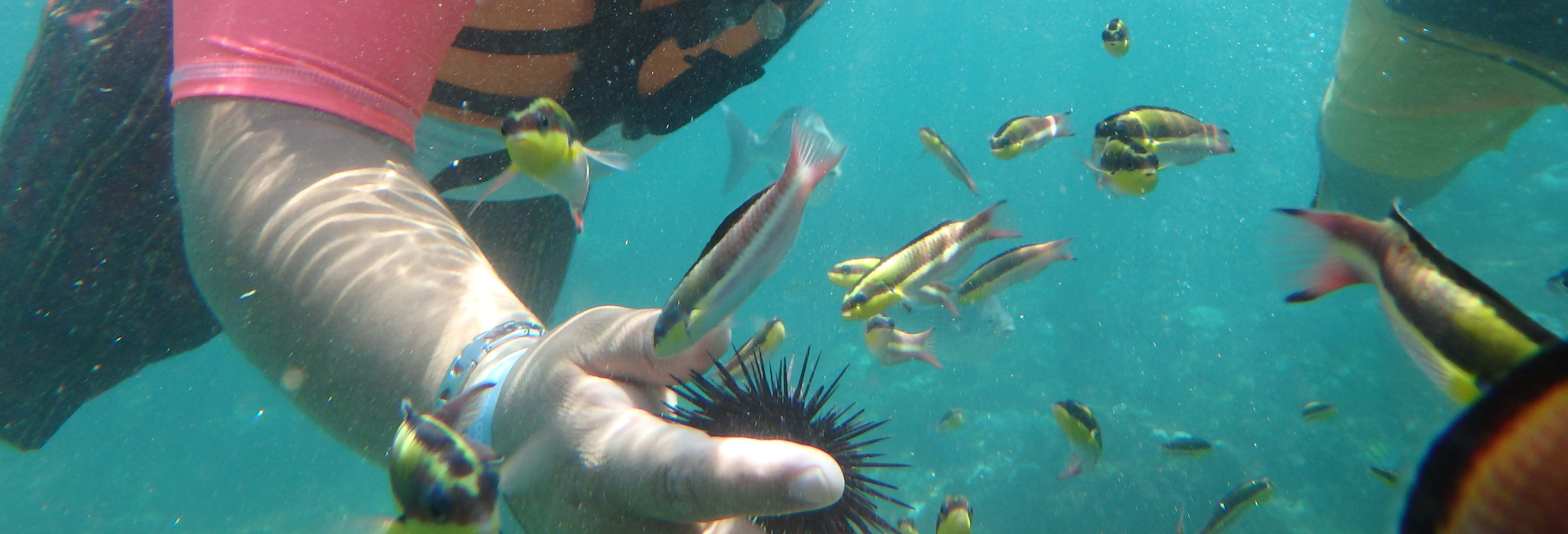 Excursión en kayak y snorkel en la bahía de Zihuatanejo