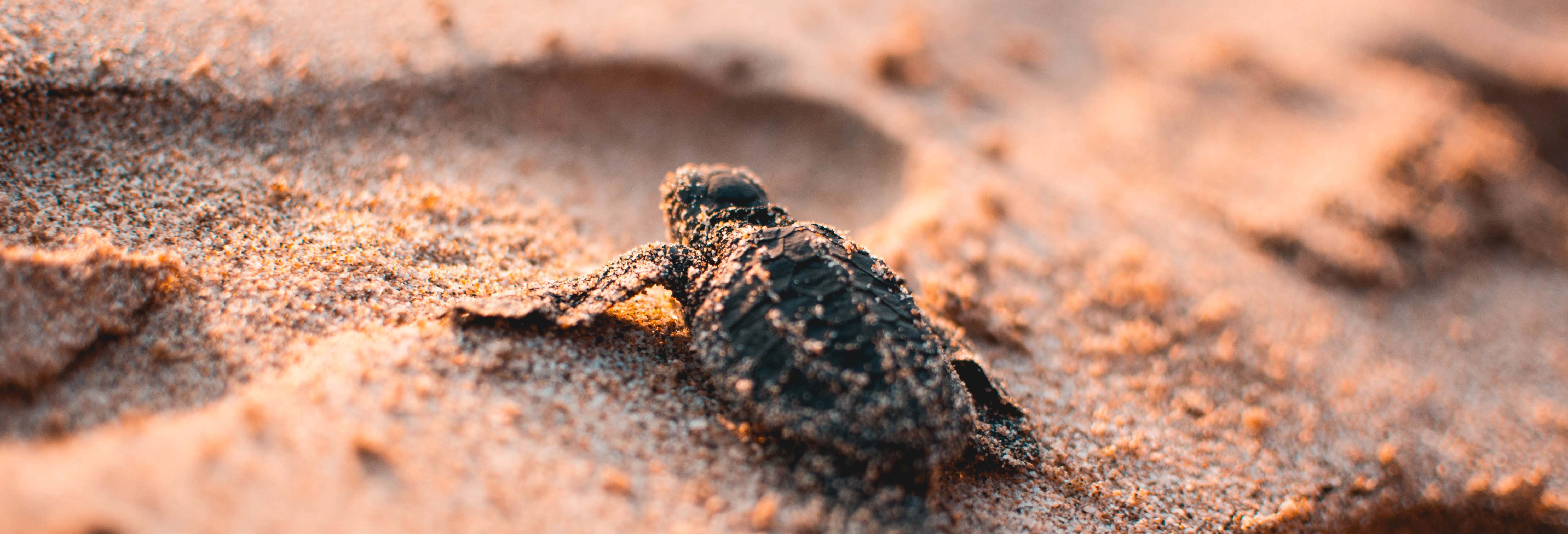 Liberación de tortugas en Ixtapa Zihuatanejo