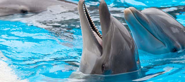 Nado con delfines en Ixtapa Zihuatanejo