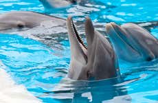 Nado con delfines en Ixtapa Zihuatanejo