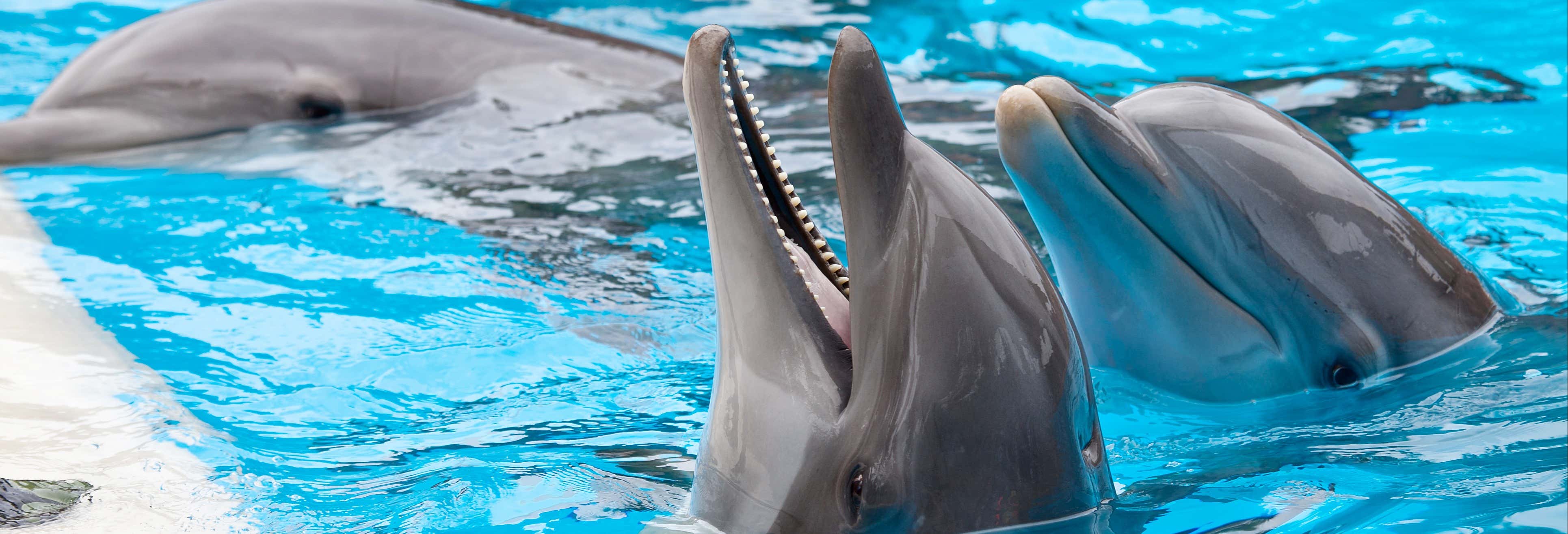 Nado con delfines en Ixtapa Zihuatanejo