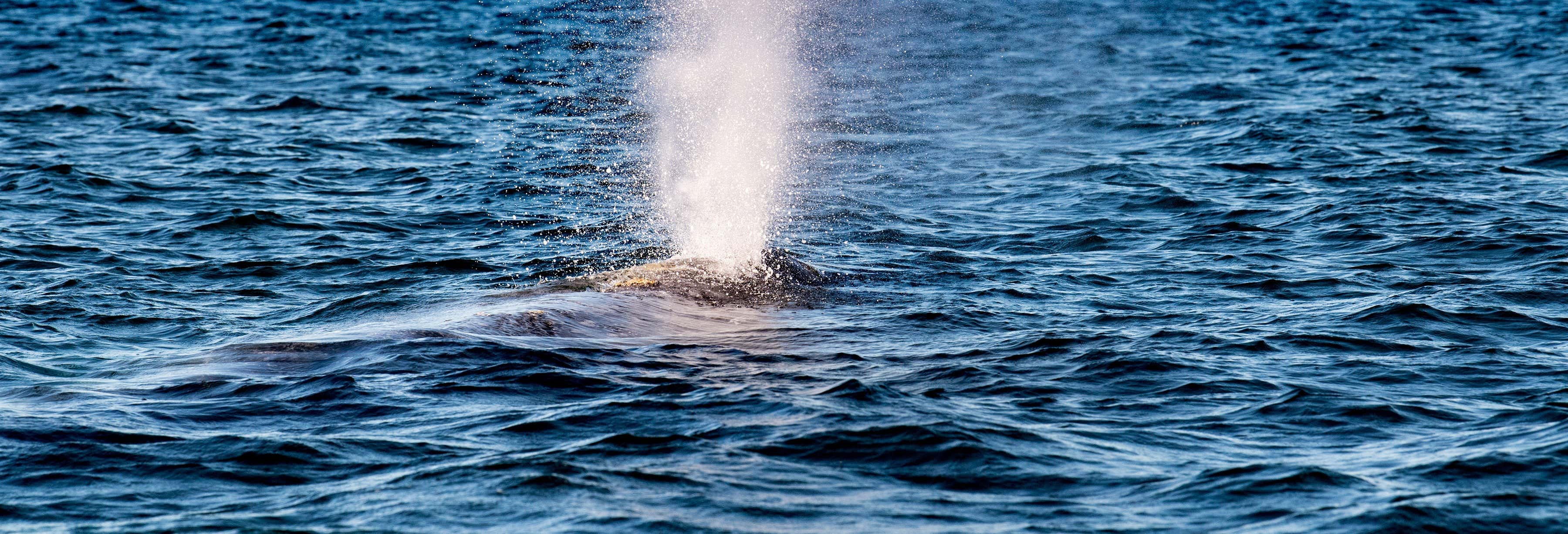 Avistamiento de ballenas en la bahía de Magdalena desde La Paz