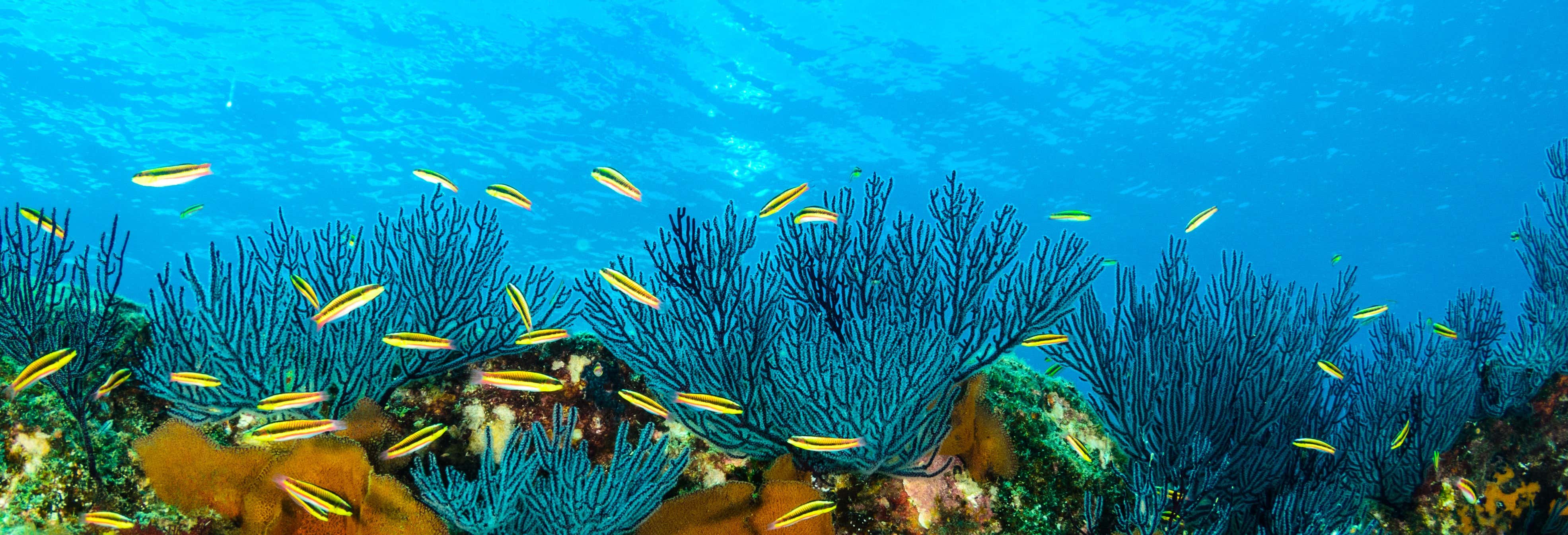 Buceo en el mar de Cortés desde La Paz