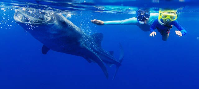 Nage avec les requins-baleines à La Paz