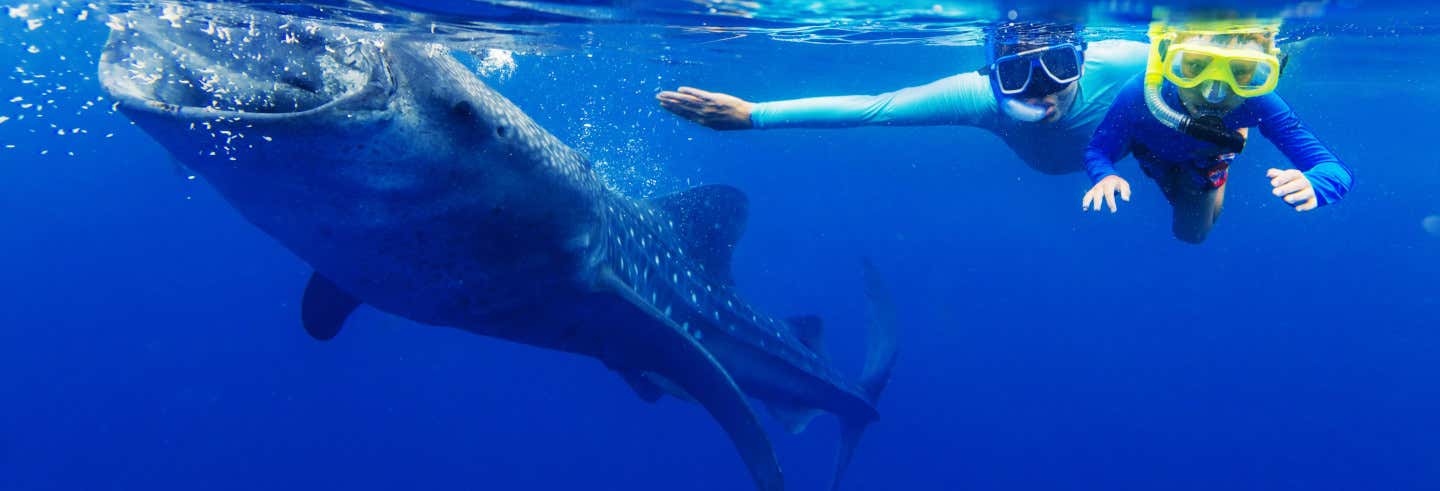 Nado con tiburones ballena desde La Paz