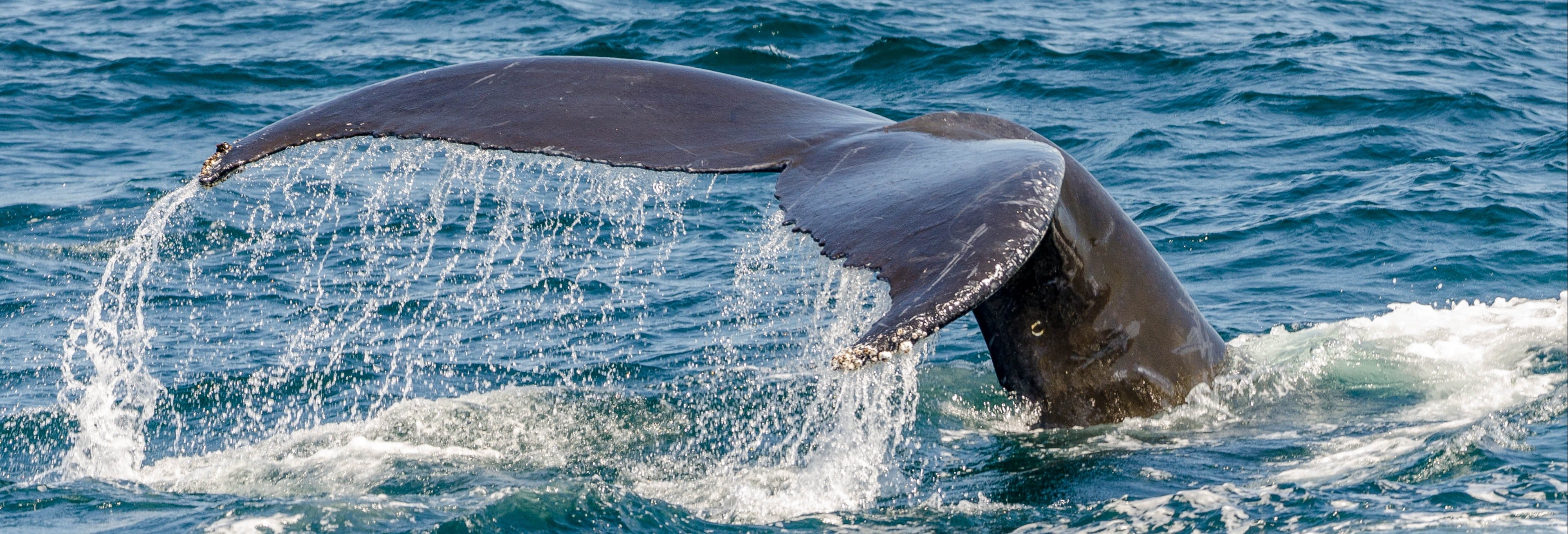 Avistamiento de ballenas en catamarán desde Los Cabos