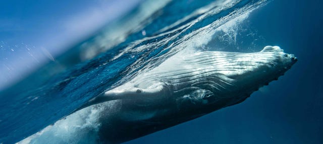 Observation de baleines + Visite d'une usine de verre soufflé