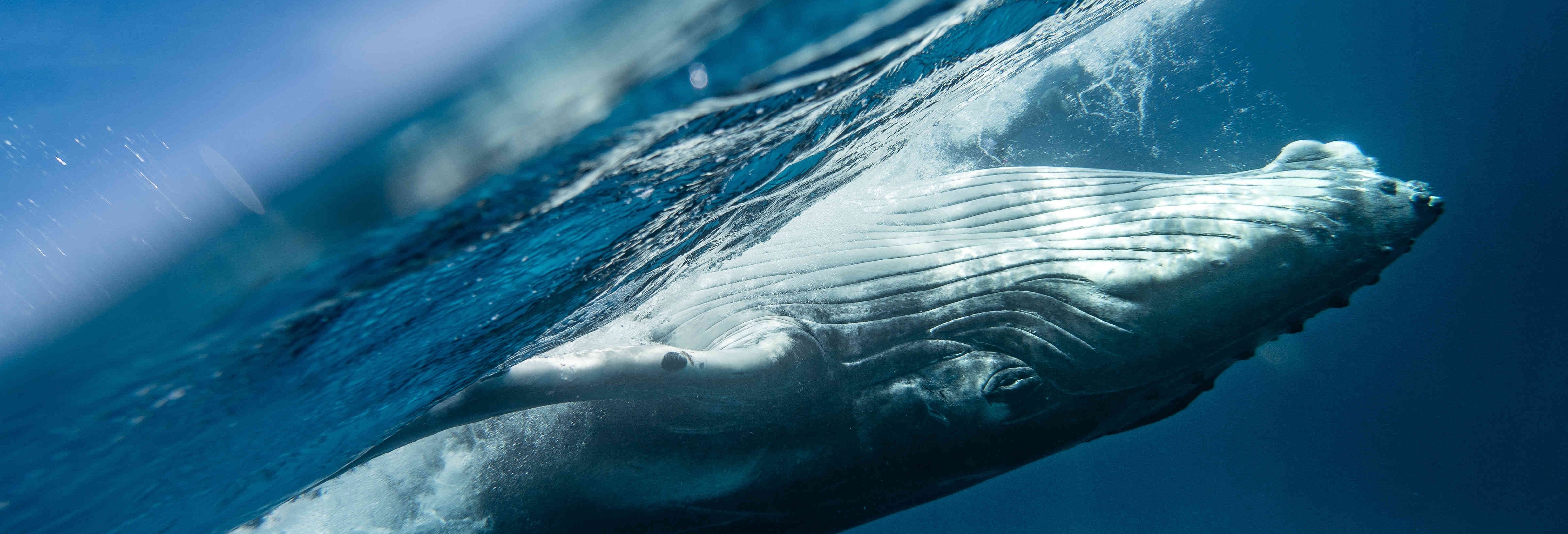 Avistamiento de ballenas + Visita a una fábrica de vidrio desde Los Cabos